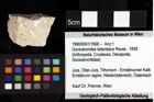 Foto (Objket + Etiketten) von Goniodromites bidentatus (Reuss, 1858) 
